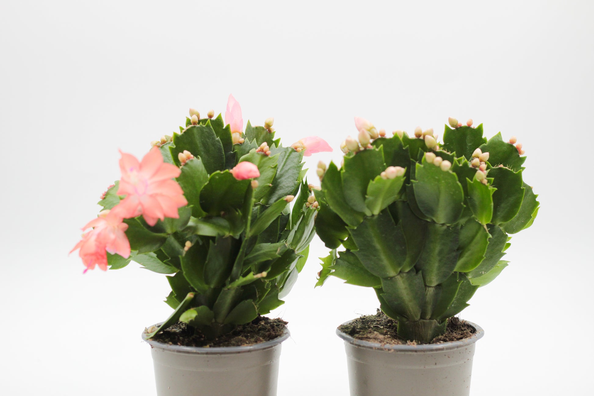 Schlumbergera bloemkleur roze, paars, oranje, rood, wit, en geel lidactus kopen online bestellen
