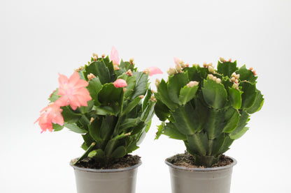 Schlumbergera bloemkleur roze, paars, oranje, rood, wit, en geel lidactus kopen online bestellen