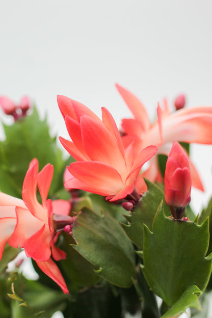 Schlumbergera bloemkleur roze, paars, oranje, rood, wit, en geel lidactus kopen online bestellen