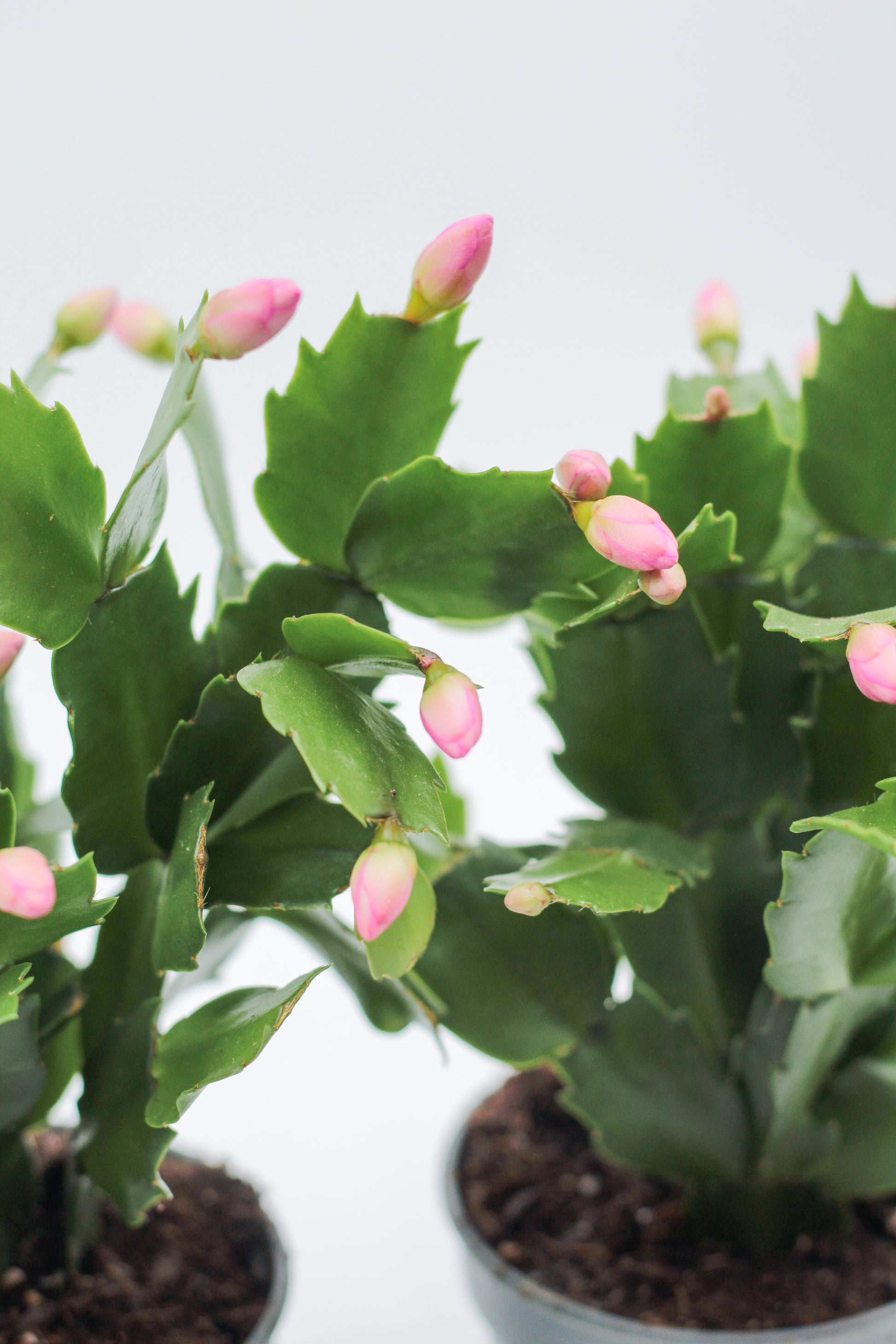 Schlumbergera bloemkleur roze, paars, oranje, rood, wit, en geel lidactus kopen online bestellen