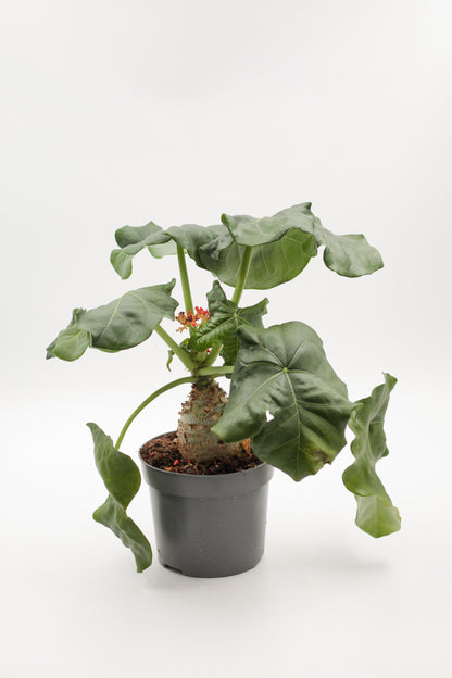 Jatropha podagrica