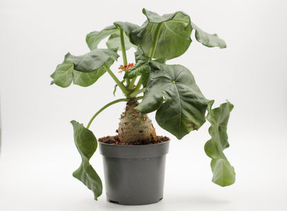 Jatropha podagrica