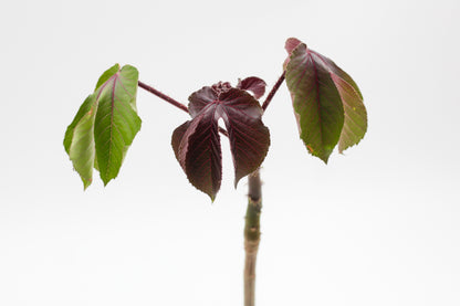 Jatropha gossypiifolia