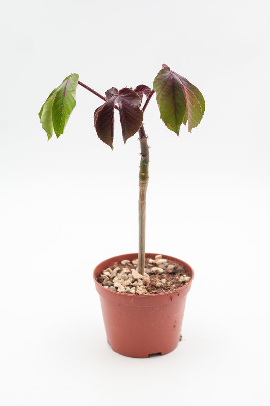 Jatropha gossypiifolia