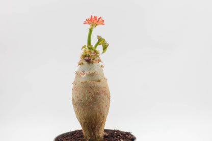 Jatropha podagrica