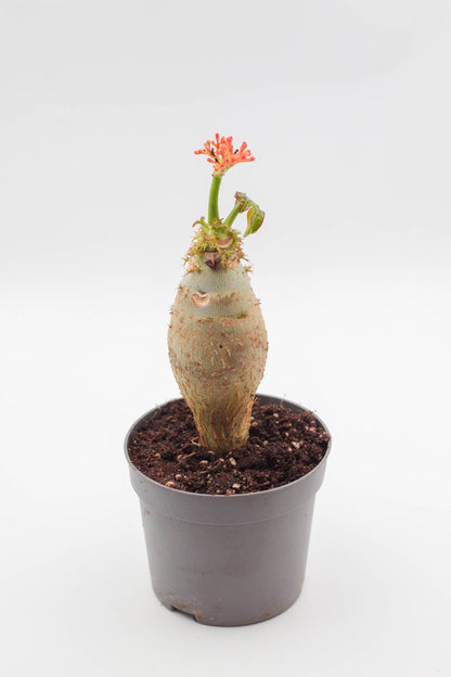 Jatropha podagrica