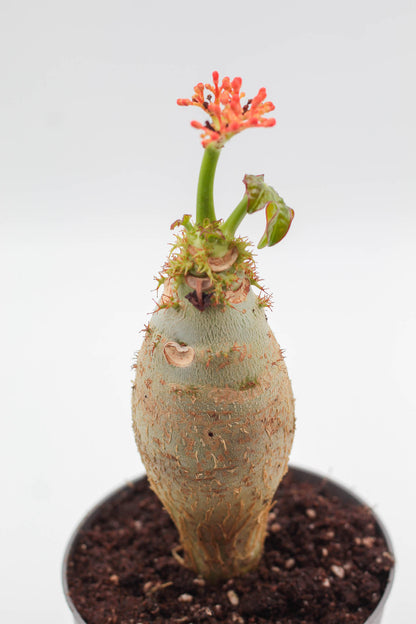Jatropha podagrica