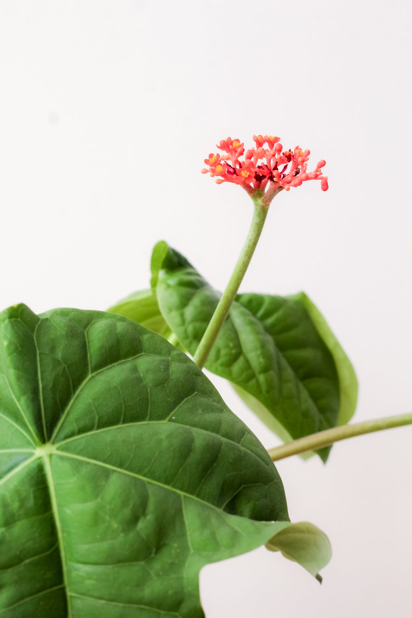Jatropha podagrica groot