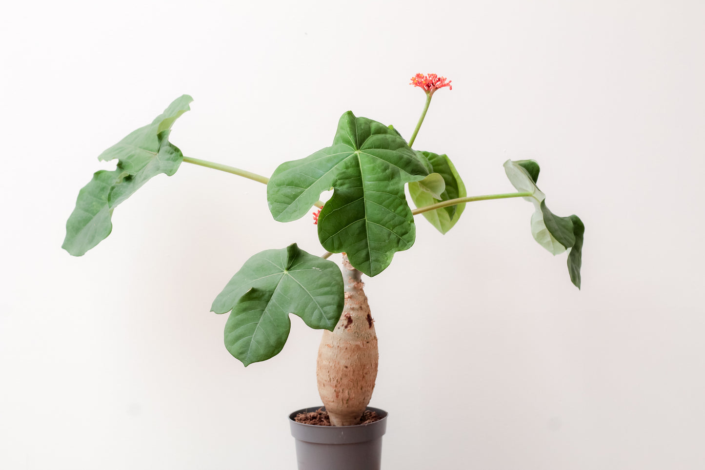 Jatropha podagrica groot