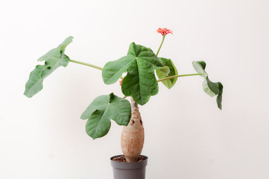 Jatropha podagrica groot