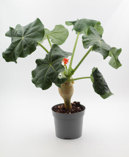 Jatropha podagrica