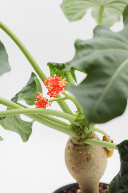 Jatropha podagrica