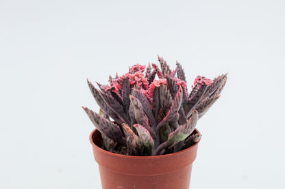 Kalanchoe Daigremontiana "Pink Butterflies"