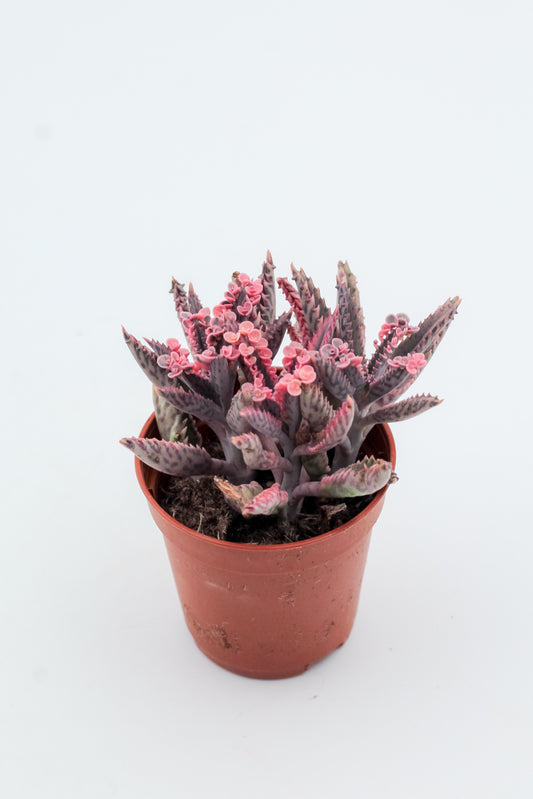 Kalanchoe Daigremontiana "Pink Butterflies"