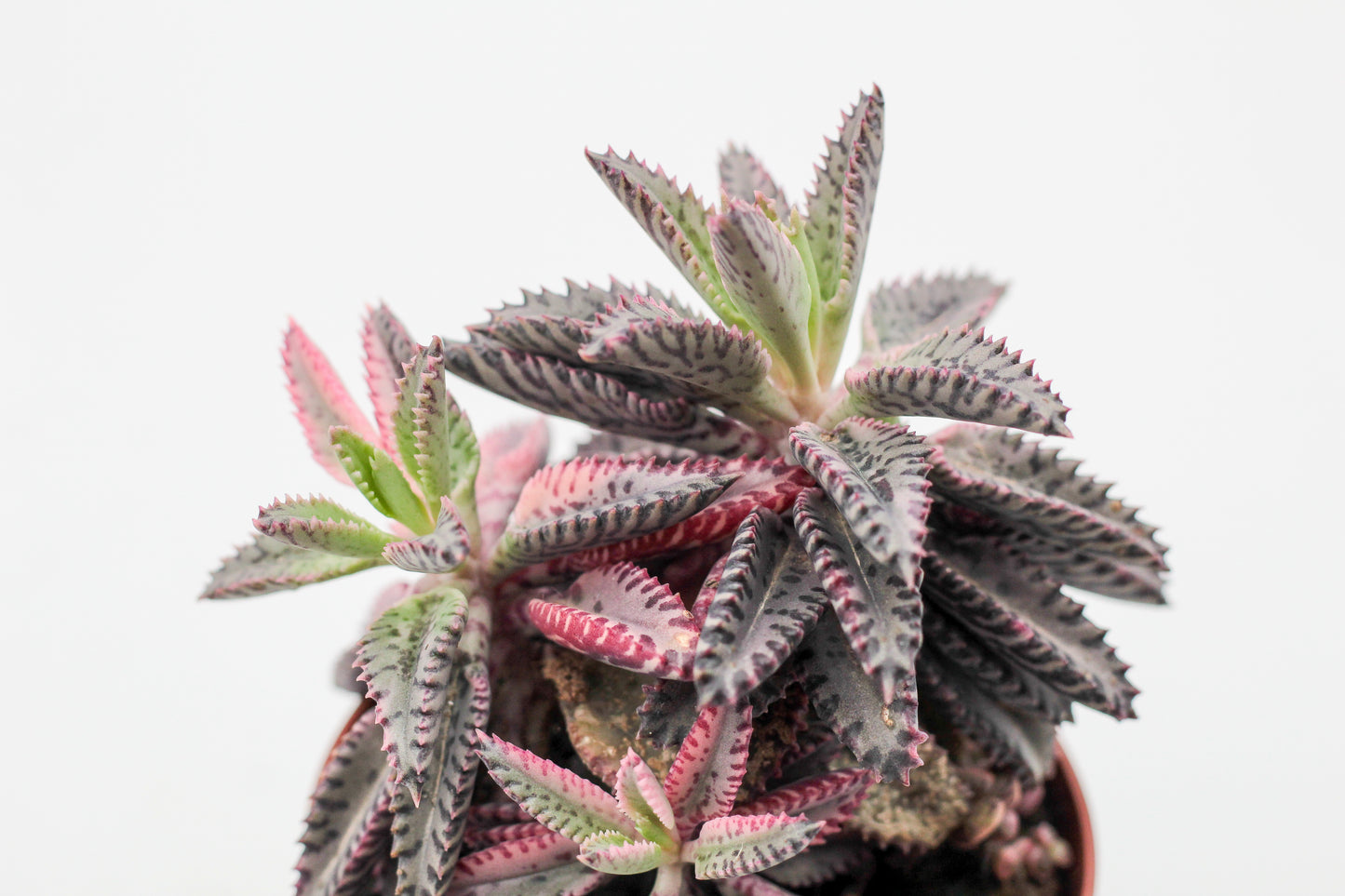 Kalanchoe Daigremontiana "Pink Butterflies"