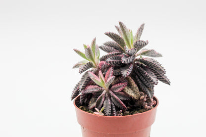 Kalanchoe Daigremontiana "Pink Butterflies"