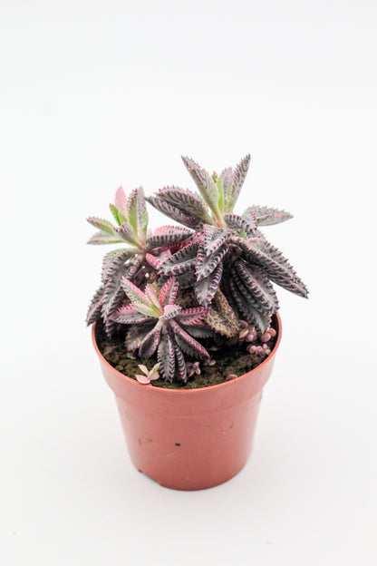 Kalanchoe Daigremontiana "Pink Butterflies"