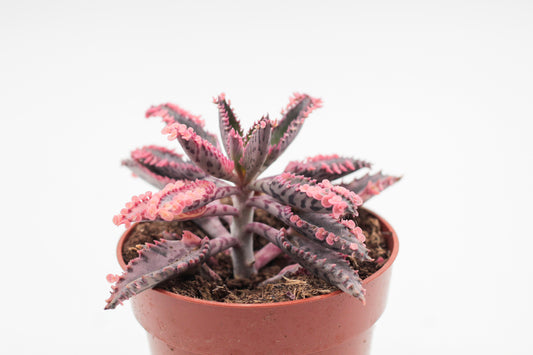 Kalanchoe Daigremontiana "Pink Butterflies"