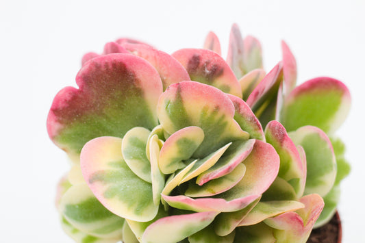 Kalanchoe Thyrsiflora Variagata