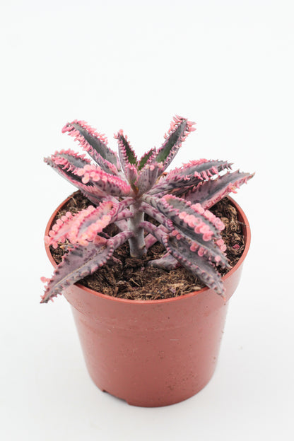 Kalanchoe Daigremontiana "Pink Butterflies"