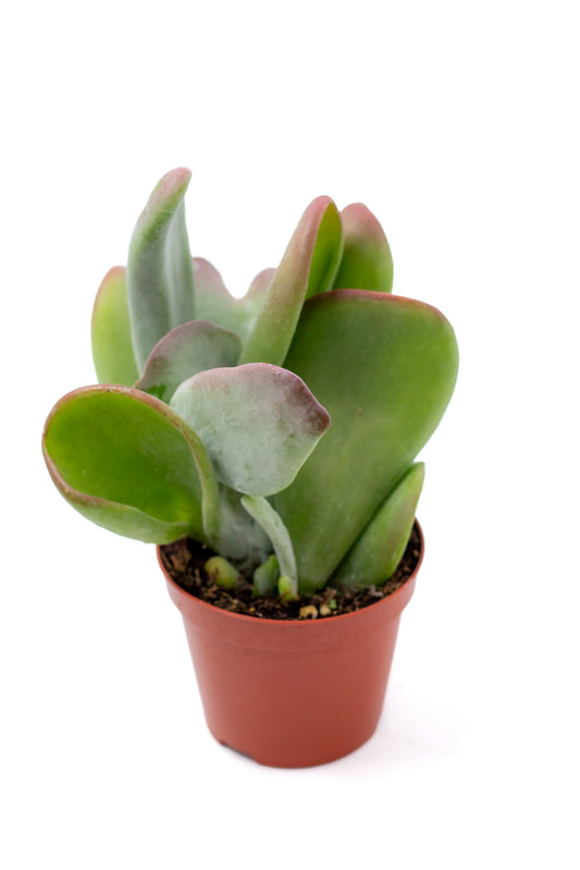 Kalanchoe luciae Oricula
