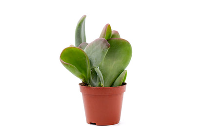 Kalanchoe luciae Oricula
