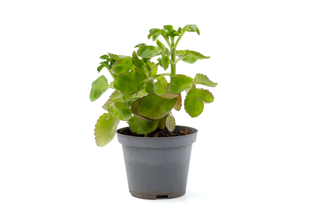 Kalanchoe prolifera