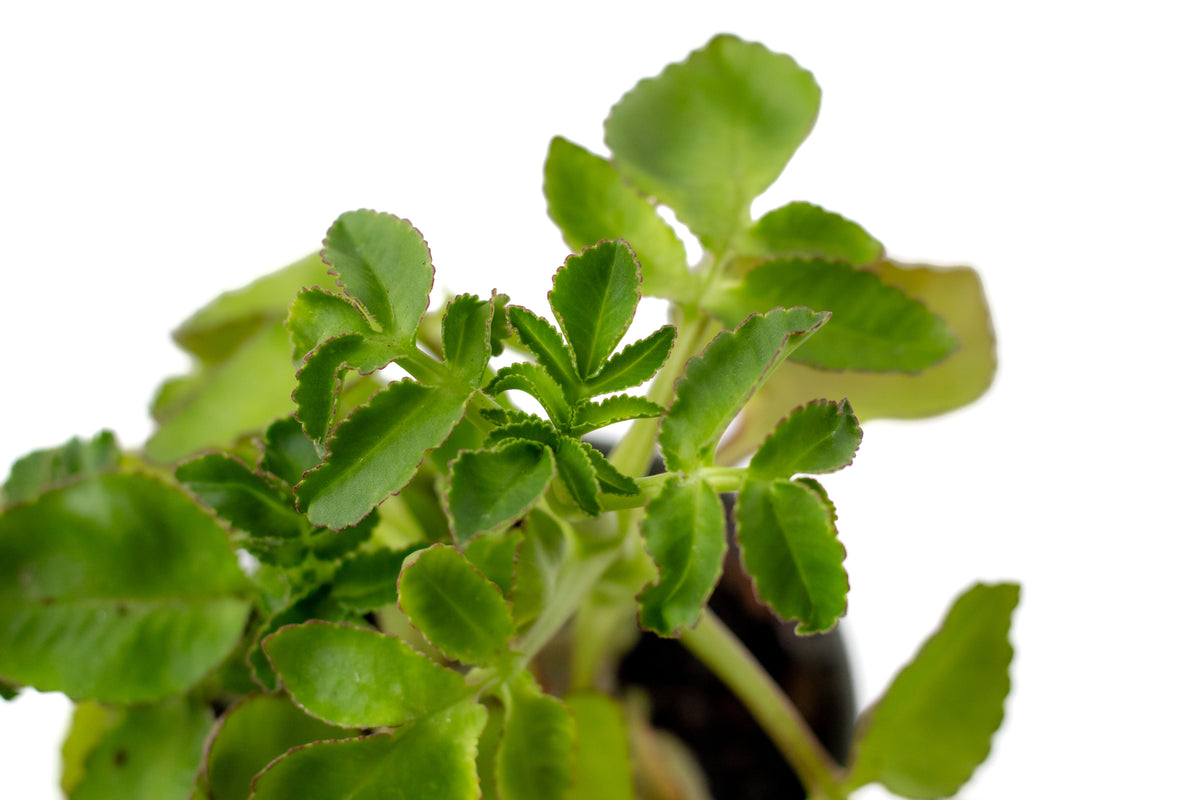 Kalanchoe prolifera