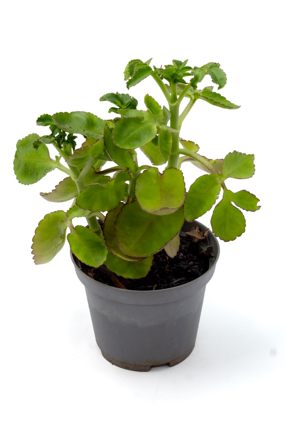 Kalanchoe prolifera