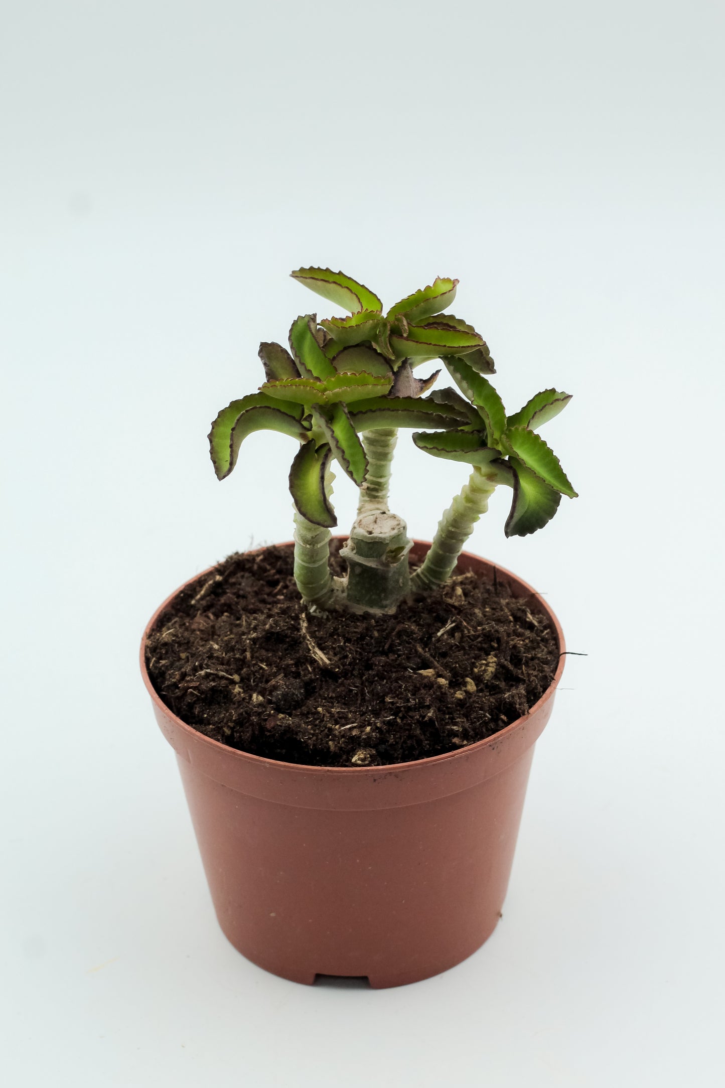 Kalanchoe prolifera