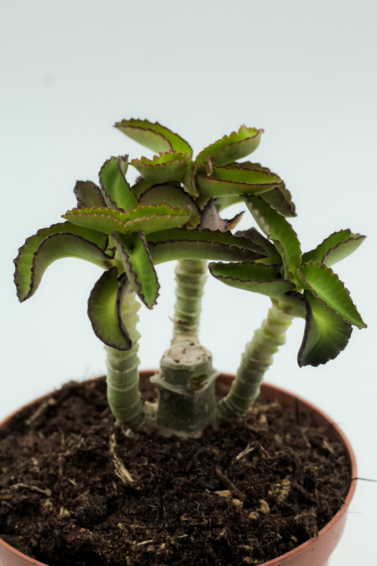Kalanchoe prolifera