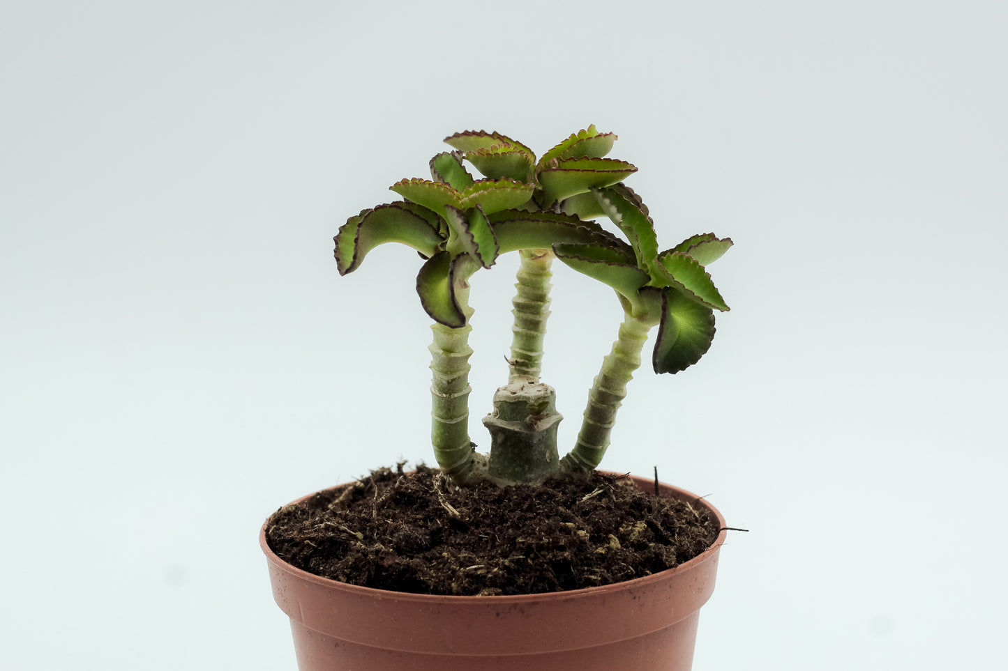 Kalanchoe prolifera