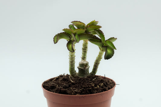 Kalanchoe prolifera