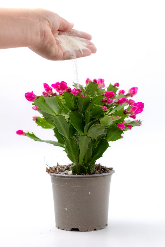 Kerstcactus & Paascactus Bloeivoeding 100 gr