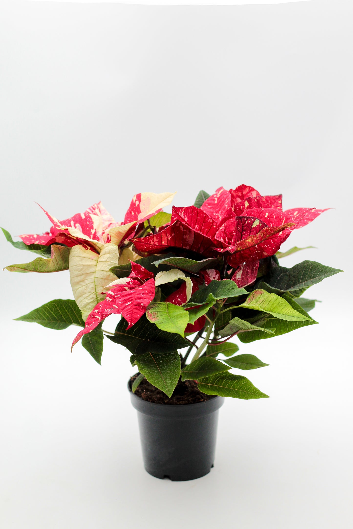 Euphorbia pulcherrima Kerstster