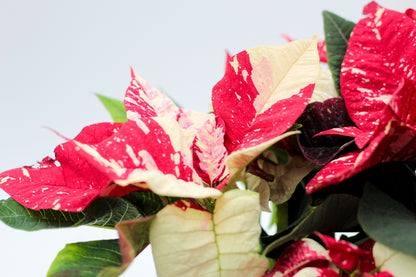 Euphorbia pulcherrima Kerstster