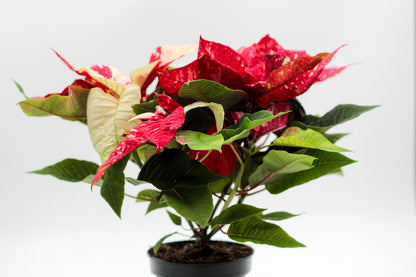 Euphorbia pulcherrima Kerstster