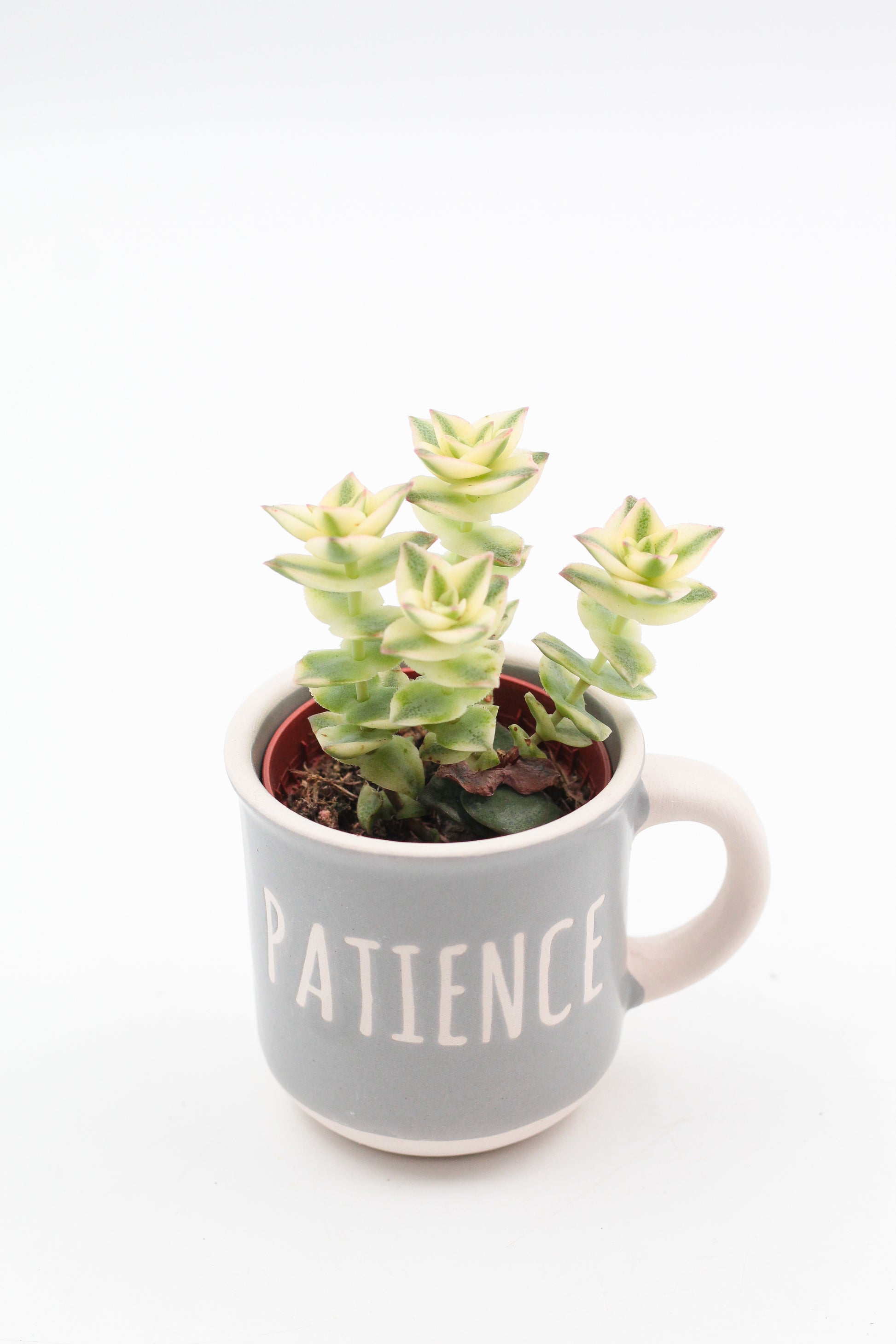 Koffiemok met vetplant of cactus – leuk cadeau voor op kantoor of werkplek - Origineel groen cadeau