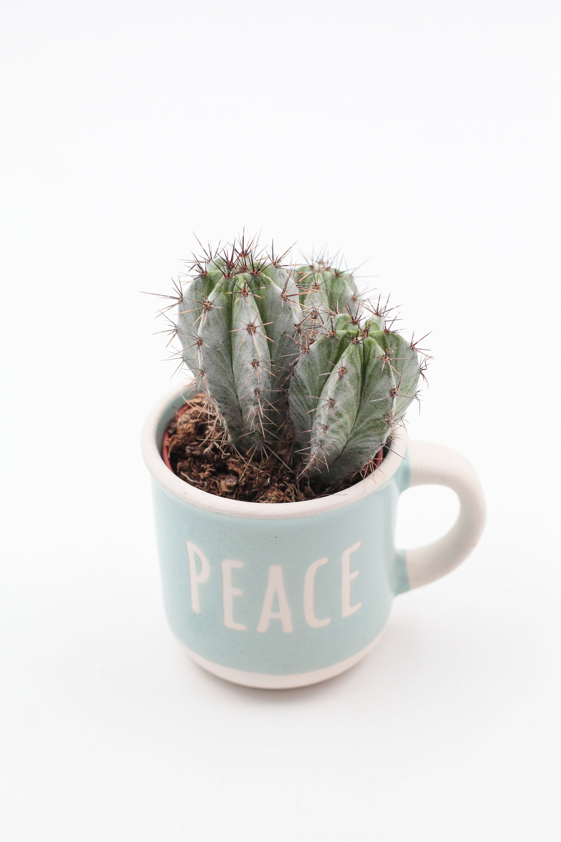 Koffiemok met vetplant of cactus – leuk cadeau voor op kantoor of werkplek - Origineel groen cadeau