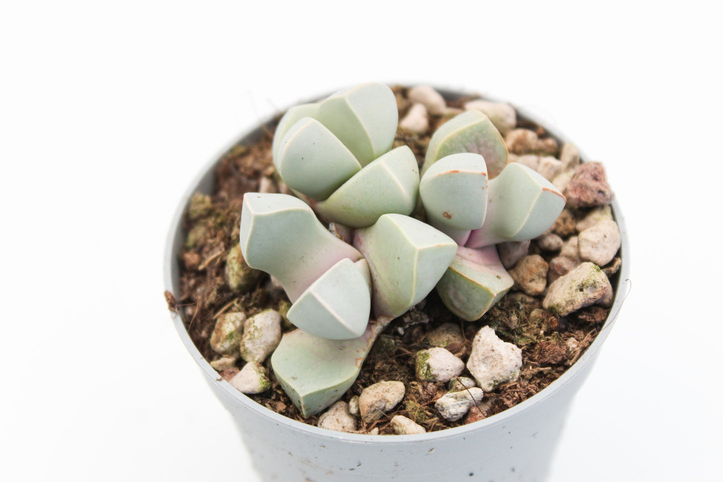 Lapidaria margaretae