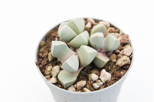 Lapidaria margaretae