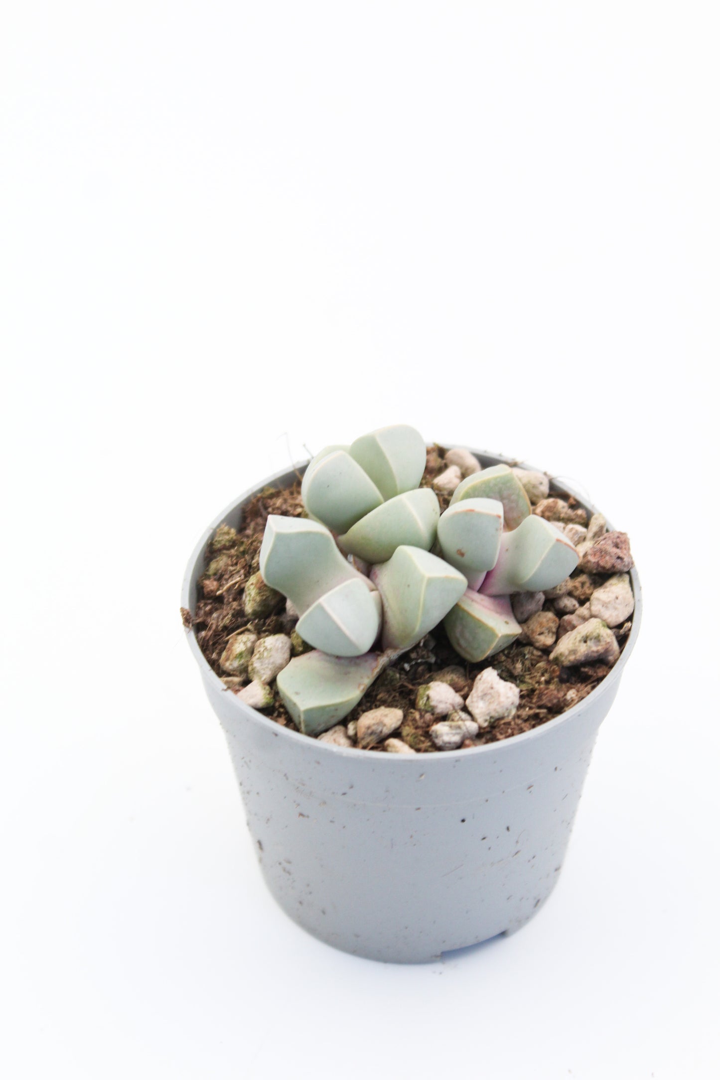Lapidaria margaretae