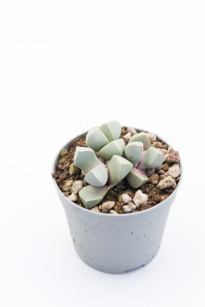 Lapidaria margaretae