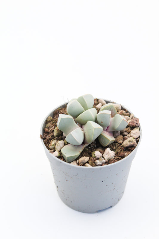 Lapidaria margaretae