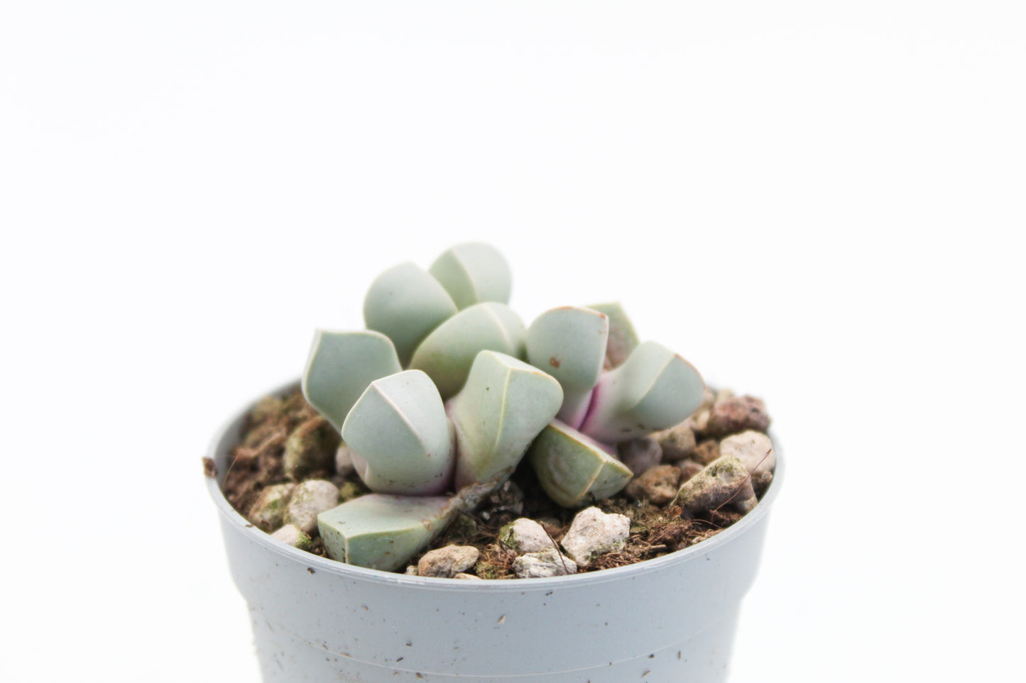 Lapidaria margaretae
