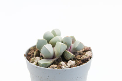 Lapidaria margaretae