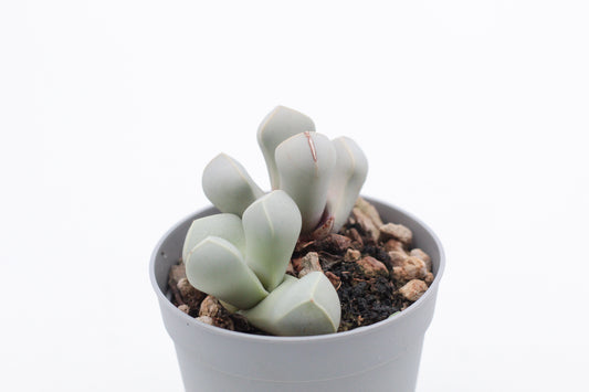 Lapidaria Margaretae
