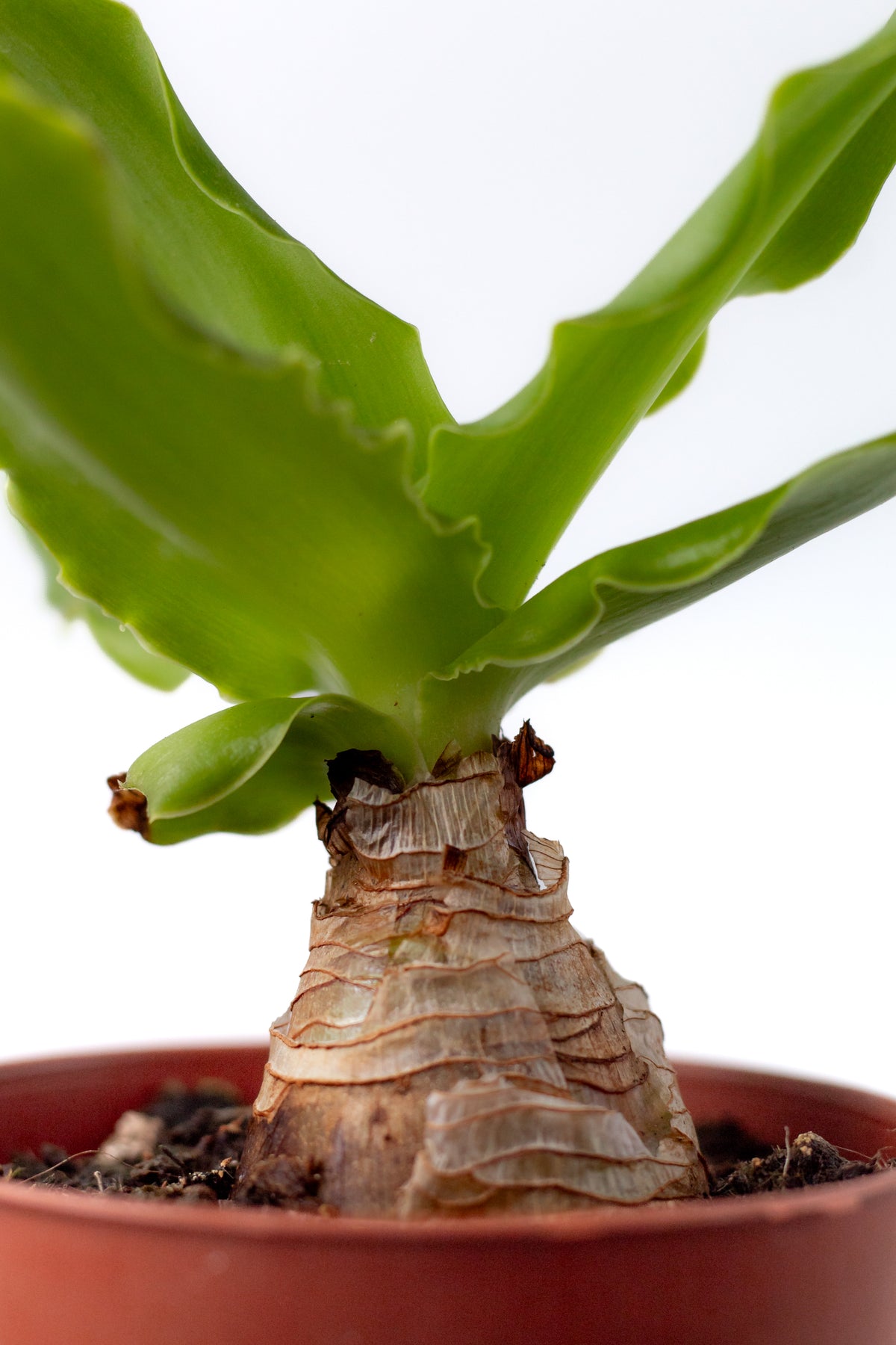 Ledebouria concolor