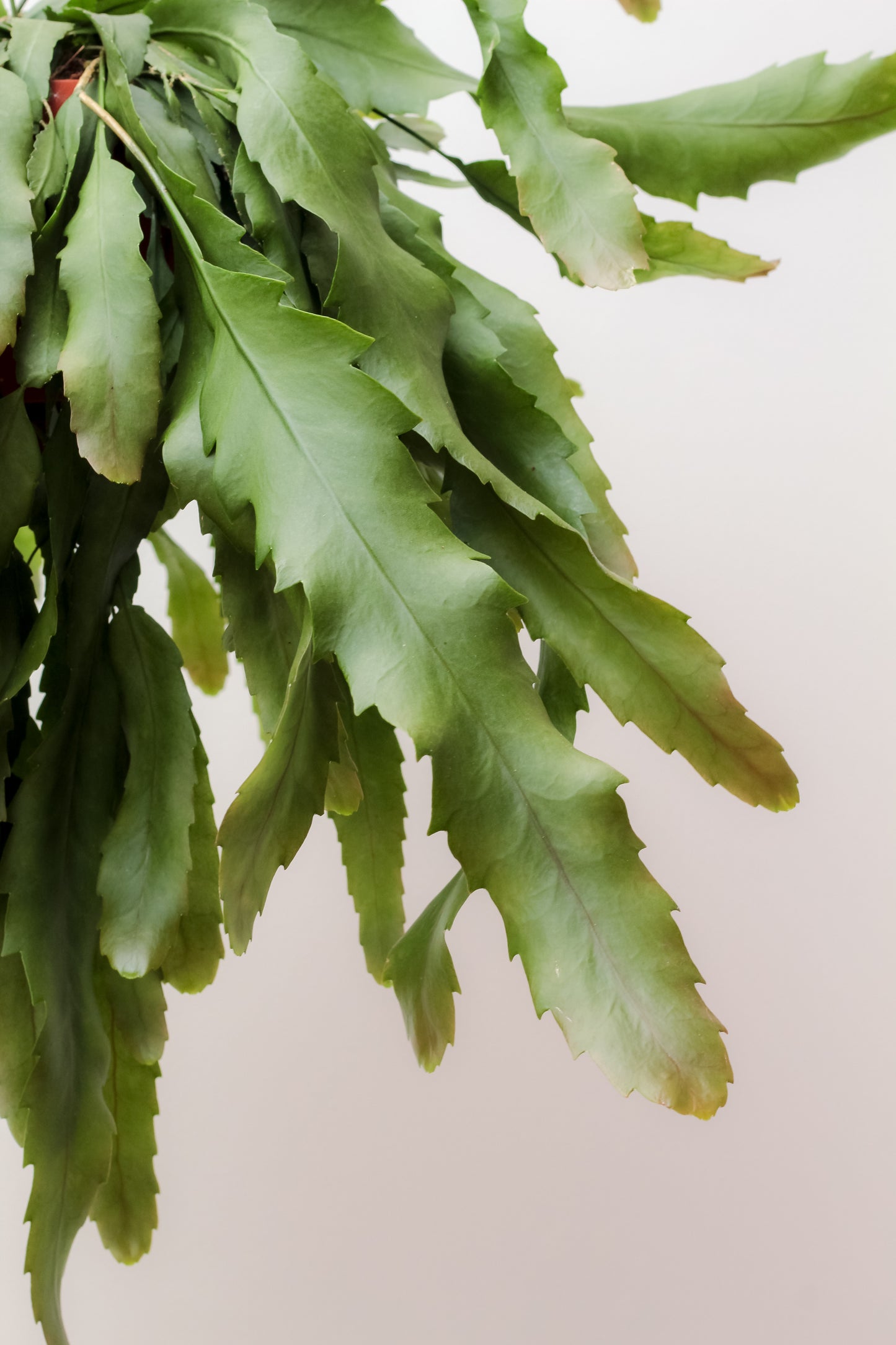 Lepismium houlletianum var. regnellii