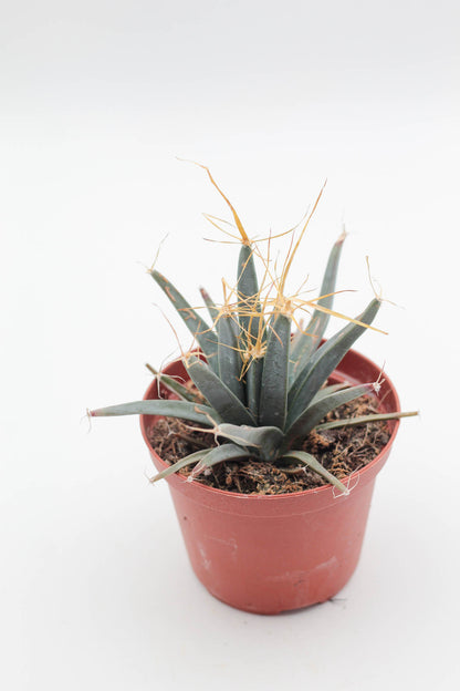 Leuchtenbergia principles